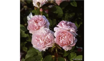 Rosa (Englische Rose) 'Mary Rose'