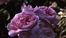 Rosa (Englische Rose) 'Mary Rose'