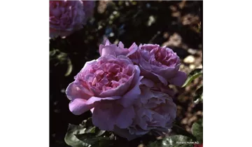 Rosa (Englische Rose) 'Mary Rose'