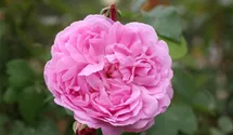 Rosa (Englische Rose) 'Mary Rose'