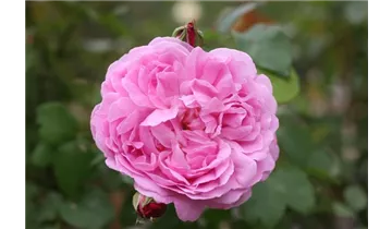 Rosa (Englische Rose) 'Mary Rose'