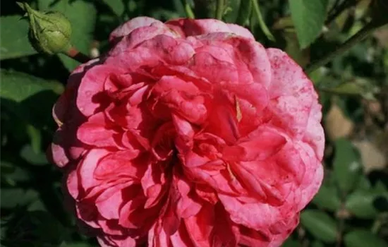 Rosa (Englische Rose) 'Sir John Betjeman'®