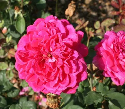 Rosa (Englische Rose) 'Sophy's Rose'®