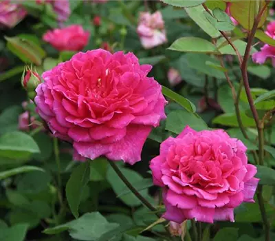Rosa (Englische Rose) 'Sophy's Rose'®
