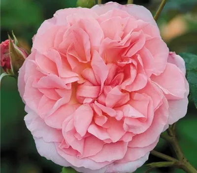 Rosa (Englische Rose) 'Strawberry Hill'®