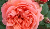 Syn. 'AUStango'