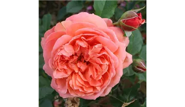 Syn. 'AUStango'