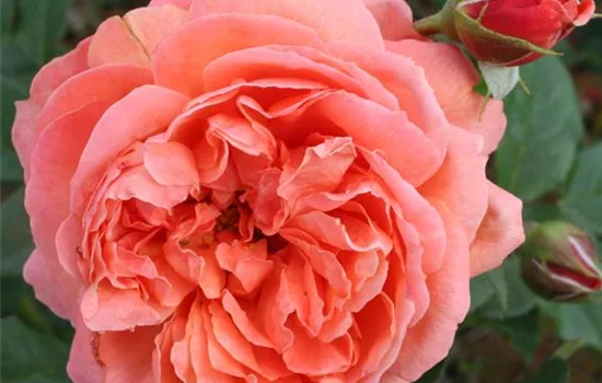 Rosa (Englische Rose) 'Summer Song'®
