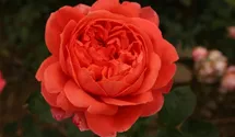 Syn. 'AUStango'