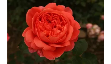 Syn. 'AUStango'