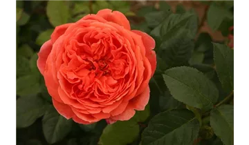 Syn. 'AUStango'