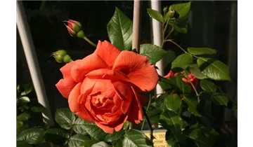 Syn. 'AUStango'