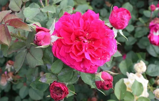 Rosa (Englische Rose) 'Tess of the d'Urbervilles'®