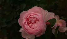 Rosa (Englische Rose) 'The Generous Gardener'®