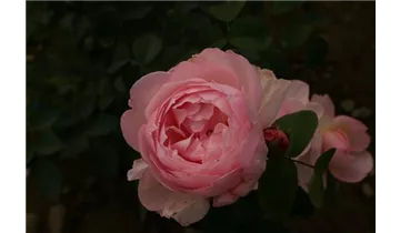 Rosa (Englische Rose) 'The Generous Gardener'®