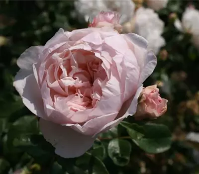 Rosa (Englische Rose) 'The Generous Gardener'®