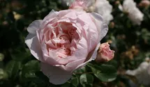 Rosa (Englische Rose) 'The Generous Gardener'®