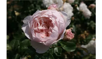 Rosa (Englische Rose) 'The Generous Gardener'®
