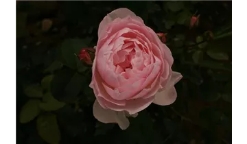 Rosa (Englische Rose) 'The Generous Gardener'®