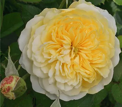 Rosa (Englische Rose) 'The Pilgrim'®