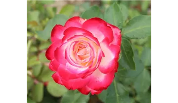 Rosa (Floribunda) 'Jubilée du Prince de Monaco'