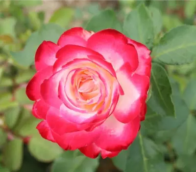 Rosa (Floribunda) 'Jubilée du Prince de Monaco'