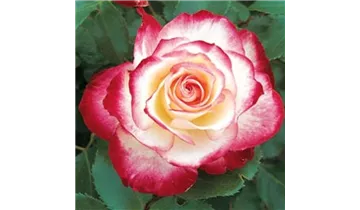 Rosa (Floribunda) 'Jubilée du Prince de Monaco'