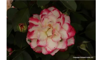Rosa (Floribunda) 'Jubilée du Prince de Monaco'