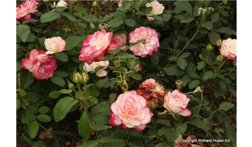 Rosa (Floribunda) 'Jubilée du Prince de Monaco'