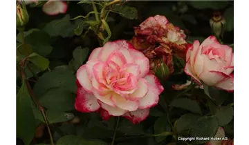 Rosa (Floribunda) 'Jubilée du Prince de Monaco'