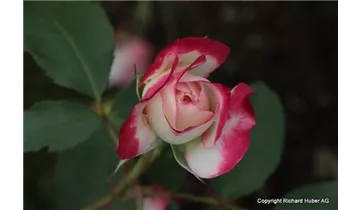 Rosa (Floribunda) 'Jubilée du Prince de Monaco'