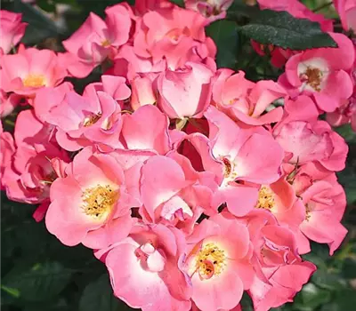 Rosa (Floribundarose) 'Agatha'®