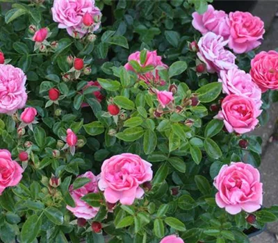 Rosa (Floribundarose) 'Alea'® Rosa (Floribundarose) 'Alea'®