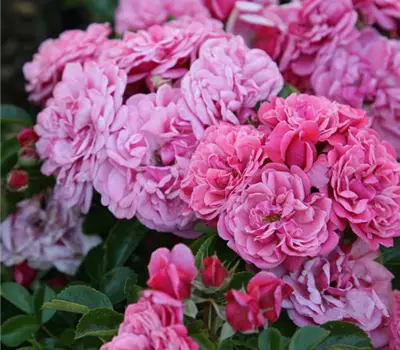 Rosa (Floribundarose) 'Alea'®