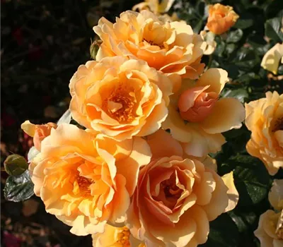 Rosa (Floribundarose) 'Amber Queen'® Rosa (Floribundarose) 'Amber Queen'®