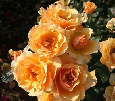Rosa (Floribundarose) 'Amber Queen'®