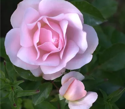 Rosa (Floribundarose) 'Anton Schaerli' Rosa (Floribundarose) 'Anton Schaerli'