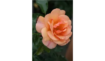 Rosa (Floribundarose) 'Aprikola'®