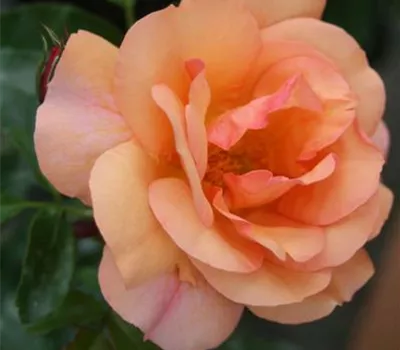 Rosa (Floribundarose) 'Aprikola'® Rosa (Floribundarose) 'Aprikola'®