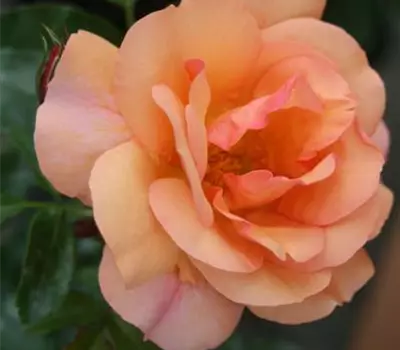 Rosa (Floribundarose) 'Aprikola'®