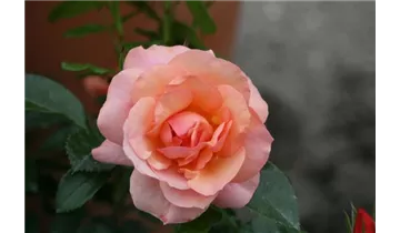 Rosa (Floribundarose) 'Aprikola'®