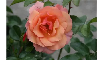 Rosa (Floribundarose) 'Aprikola'®
