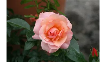 Rosa (Floribundarose) 'Aprikola'®