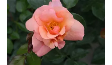 Rosa (Floribundarose) 'Aprikola'®