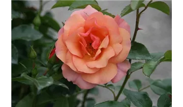 Rosa (Floribundarose) 'Aprikola'®
