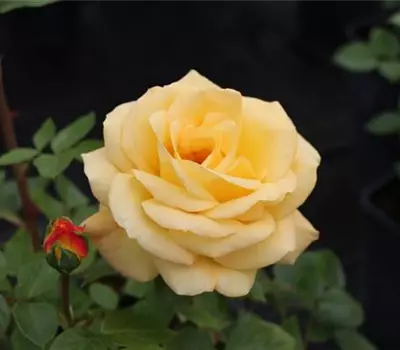 Rosa (Floribundarose) 'Arthur Bell'