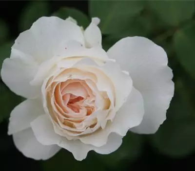 Rosa (Floribundarose) 'Arthur Beul'