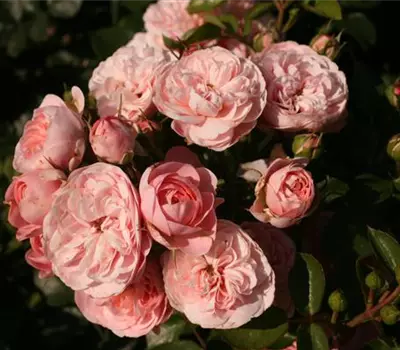 Rosa (Floribundarose) 'Bailando'®