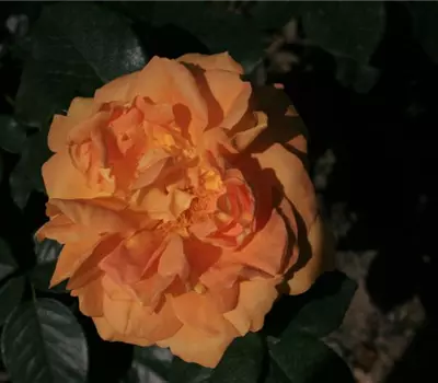 Rosa (Floribundarose) 'Bernstein Rose'®