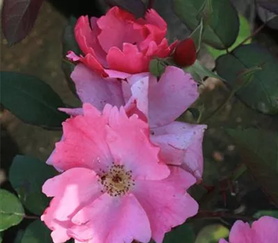 Rosa (Floribundarose) 'Betty Prior'